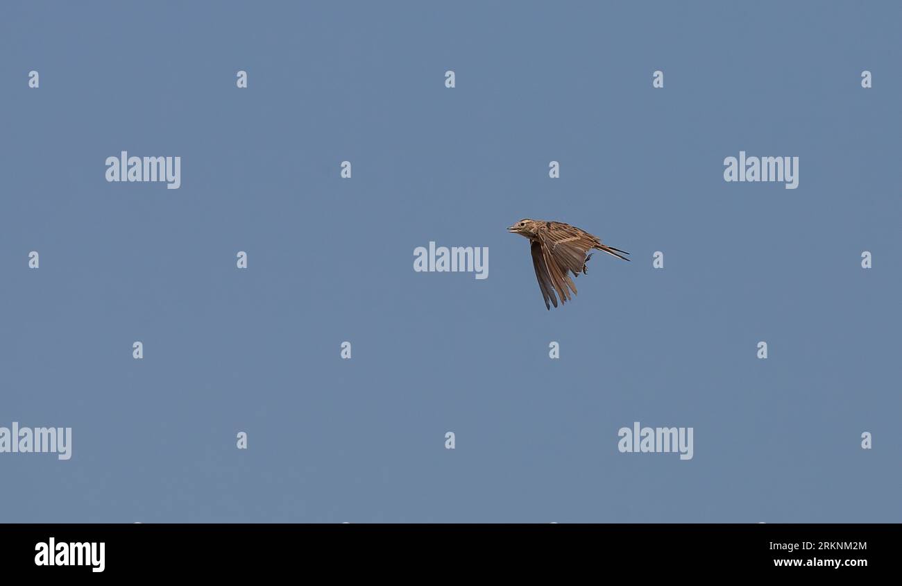 greater short-toed lark (Calandrella brachydactyla), in flight, side ...