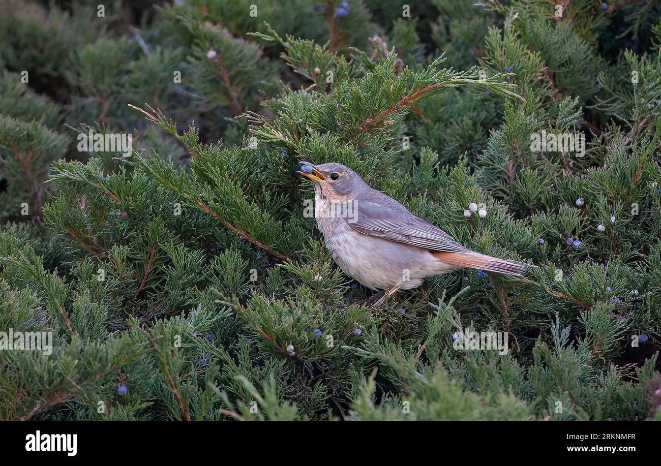 black-throated thrush (Turdus ruficollis), perching in a Thuja hedge with a ripe fruit in the bill, side view, Mongolia Stock Photo