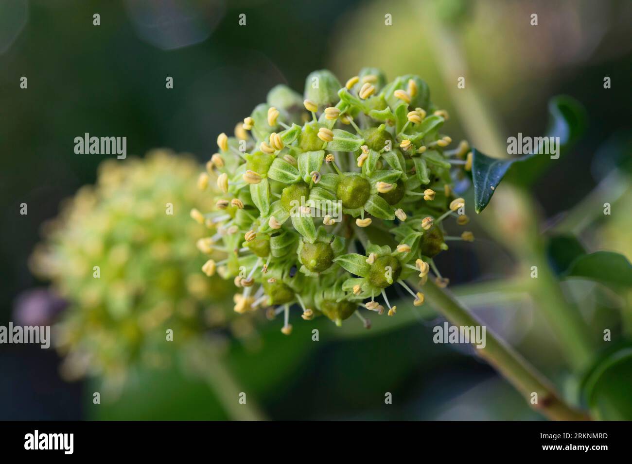 English ivy, common ivy (Hedera helix), inflorescence, Germany Stock Photo