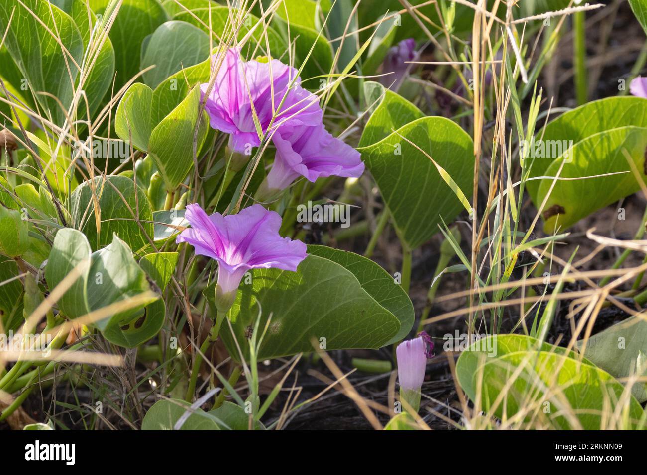 Bayhops, Bay-hops, Beach morning glory, Railroad vine, Goat's foot (Ipomoea pes-caprae), blooming, USA, Hawaii, Maui, Kihei Stock Photo