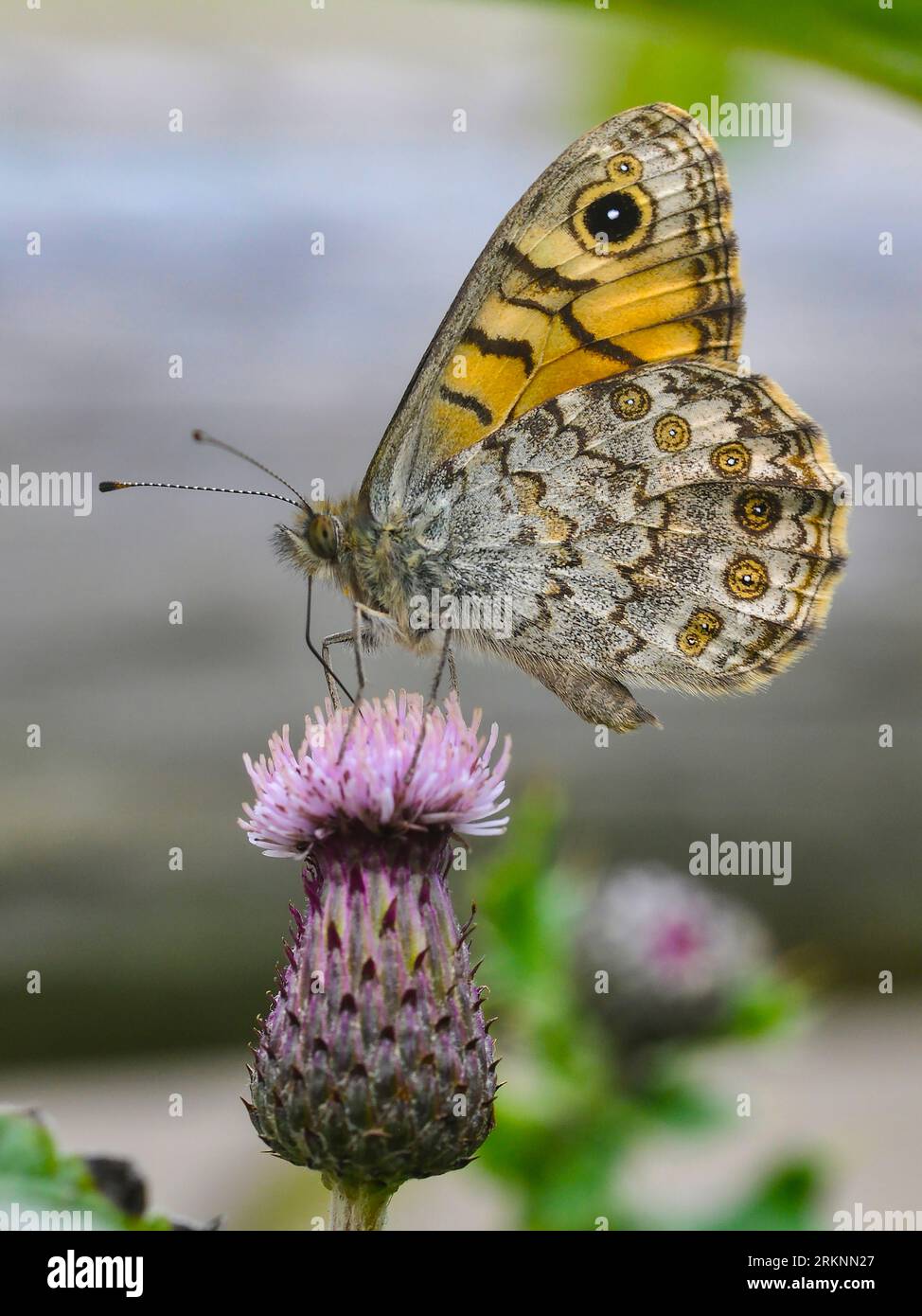 wall, wall brown (Lasiommata megera, Pararge megera), sitting on a thistle, Netherlands, South Holland Stock Photo