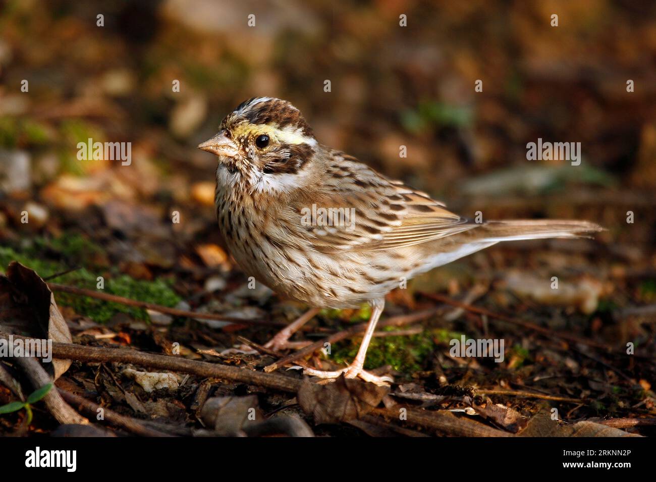 yellow-browed bunting (Emberiza chrysophrys), female perching on forest ground, side view, China Stock Photo