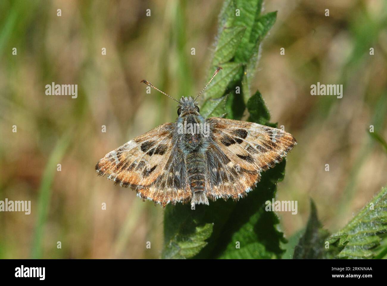 mallow skipper (Carcharodus alceae), sitting on a branch, Germany Stock Photo