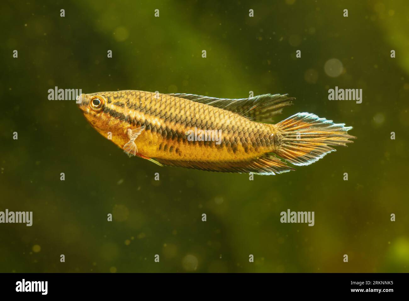 Spiketail Paradise Fish (Pseudosphromenus dayi), male Stock Photo