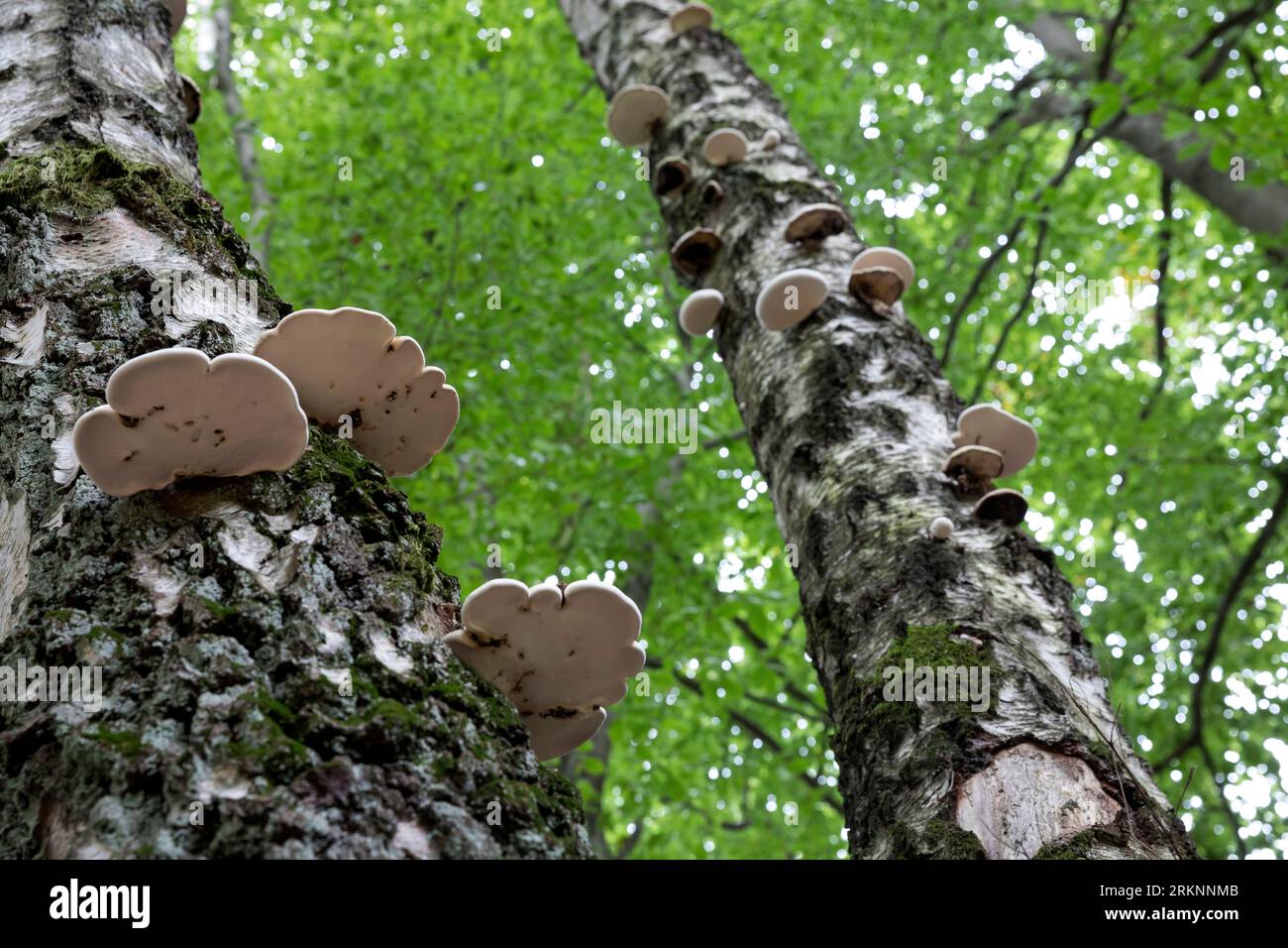 birch polypore, birch bracket, razor strop (Fomitopsis betulina, Piptoporus betulinus), at birch trunks, Germany Stock Photo