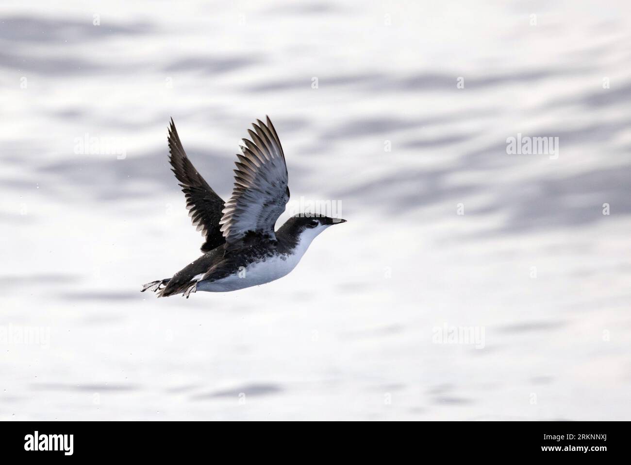 Guadalupe Murrelet (Synthliboramphus hypoleucus), in flight of the ...