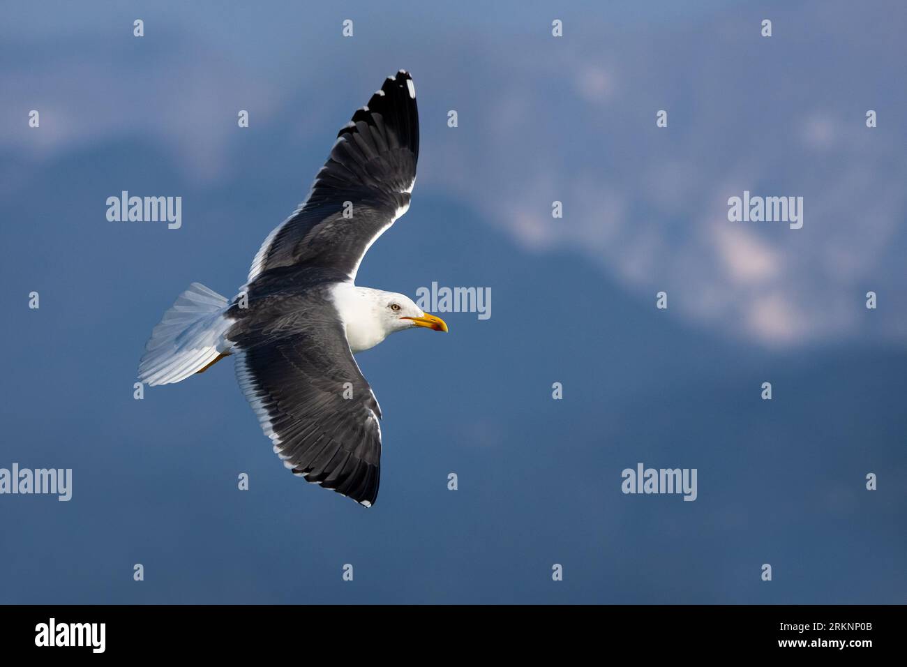 lesser black-backed gull (Larus fuscus intermedius, Larus intermedius), in flight, Italy, Lucca, Viareggio Stock Photo