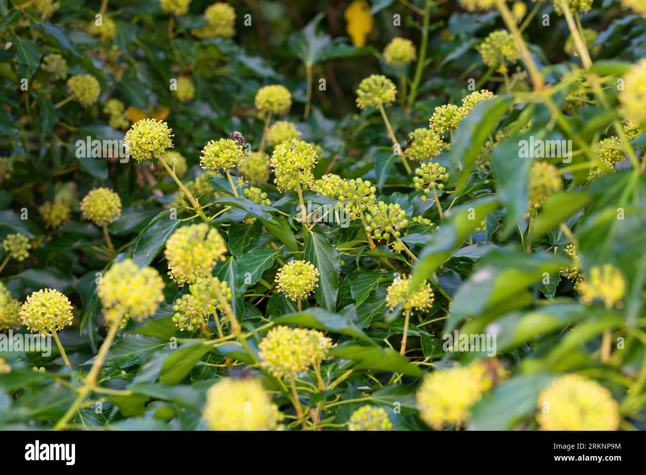 English ivy, common ivy (Hedera helix), blooming, Germany Stock Photo