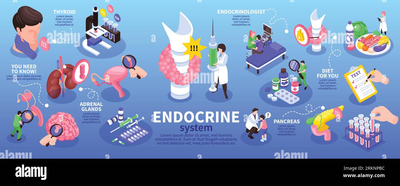Isometric endocrinologist infographic with endocrine system adrenal
