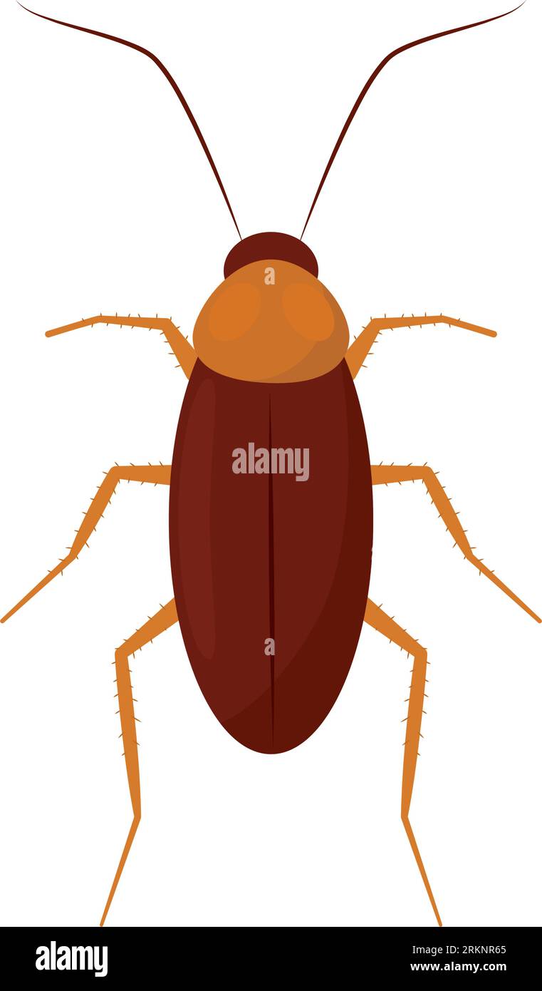 Isolated colored cockroach insect animal icon Vector Stock Vector Image ...