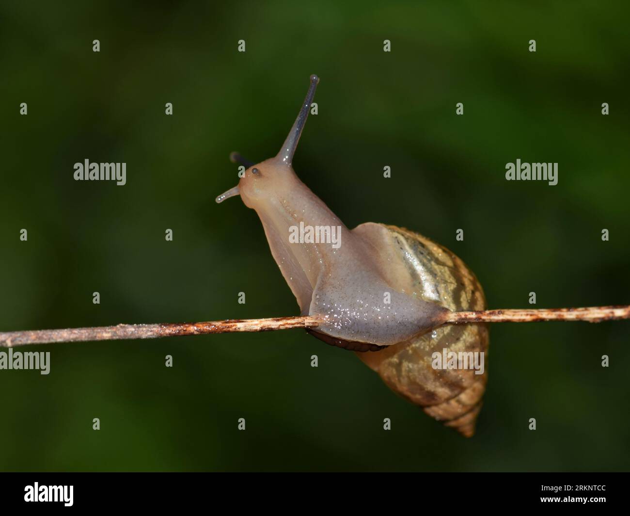 Pointed snail hires stock photography and images Alamy