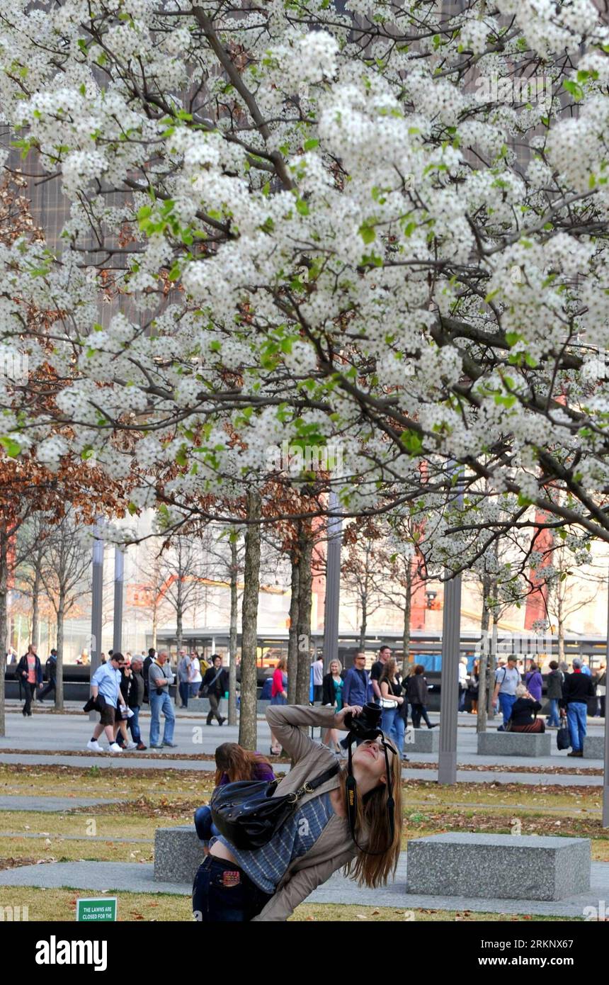 The Survivor Tree Blooms at Ground Zero