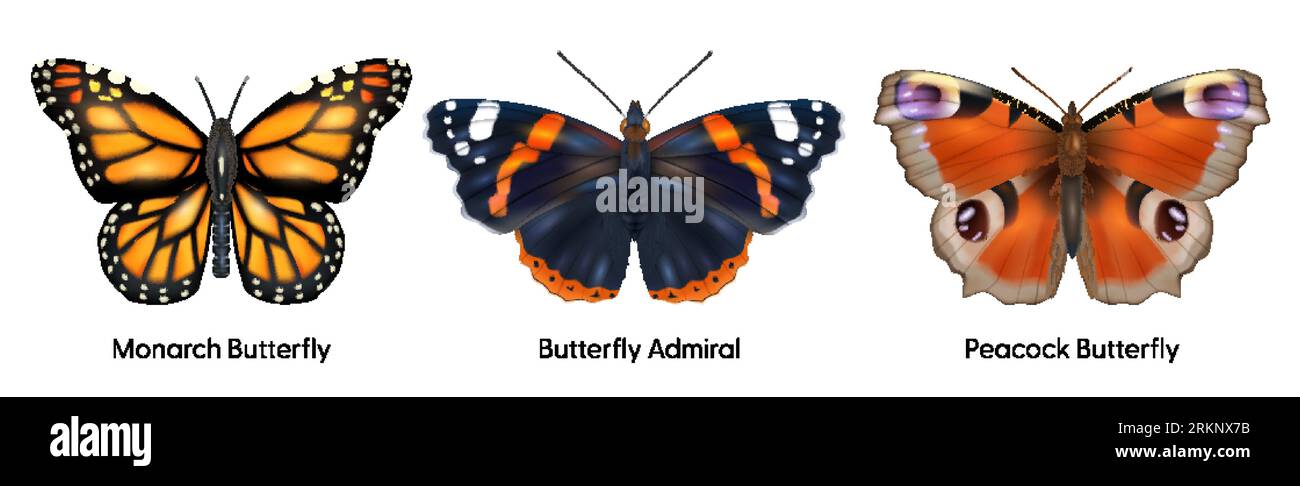 Realistic insect set of isolated monarch admiral and peacock butterfly images on blank background with text vector illustration Stock Vector