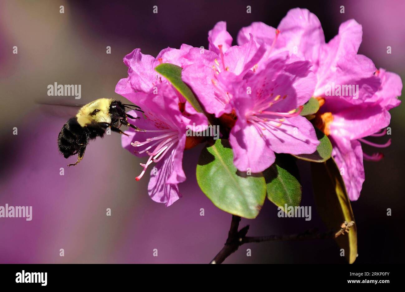 Bildnummer: 57770187  Datum: 30.03.2012  Copyright: imago/Xinhua (120330) -- NEW YORK, March 30, 2012 (Xinhua) -- A bee sits on a flower in Central Park in New York, the United States, March 27, 2012. Varieties of spring flowers flourish as the northern hemisphere have entered its springtime since March. (Xinhua/Shen Hong) NORTHERN HEMISPHERE-SPRING FLOWERS PUBLICATIONxNOTxINxCHN Gesellschaft Jahreszeit Frühling xda x2x 2012 quer  o0 Blüte, Blume, Pflanzen, Biene, Tiere, bestäuben     57770187 Date 30 03 2012 Copyright Imago XINHUA  New York March 30 2012 XINHUA a Bee sits ON a Flower in Centr Stock Photo