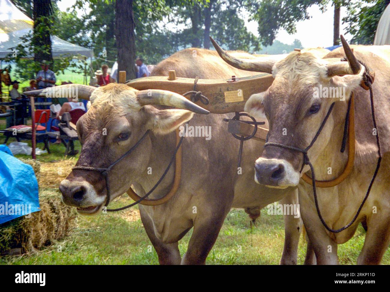 a head shotof a pair of yoked oxen Stock Photo