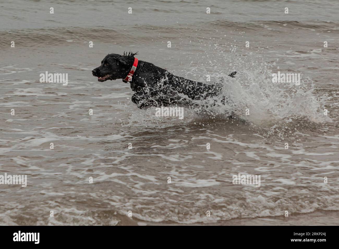 Black working cocker spaniel running through surf at the beach Stock Photo