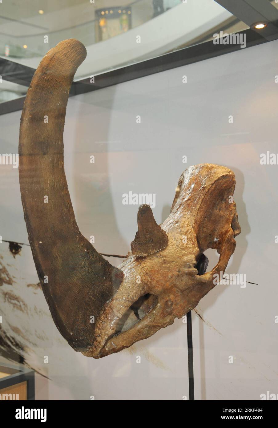 File Coelodonta Antiquitatis fossil Woolly Rhinoceros 60 OFF File Coelodonta Antiquitatis fossil Woolly Rhinoceros 60 OFF