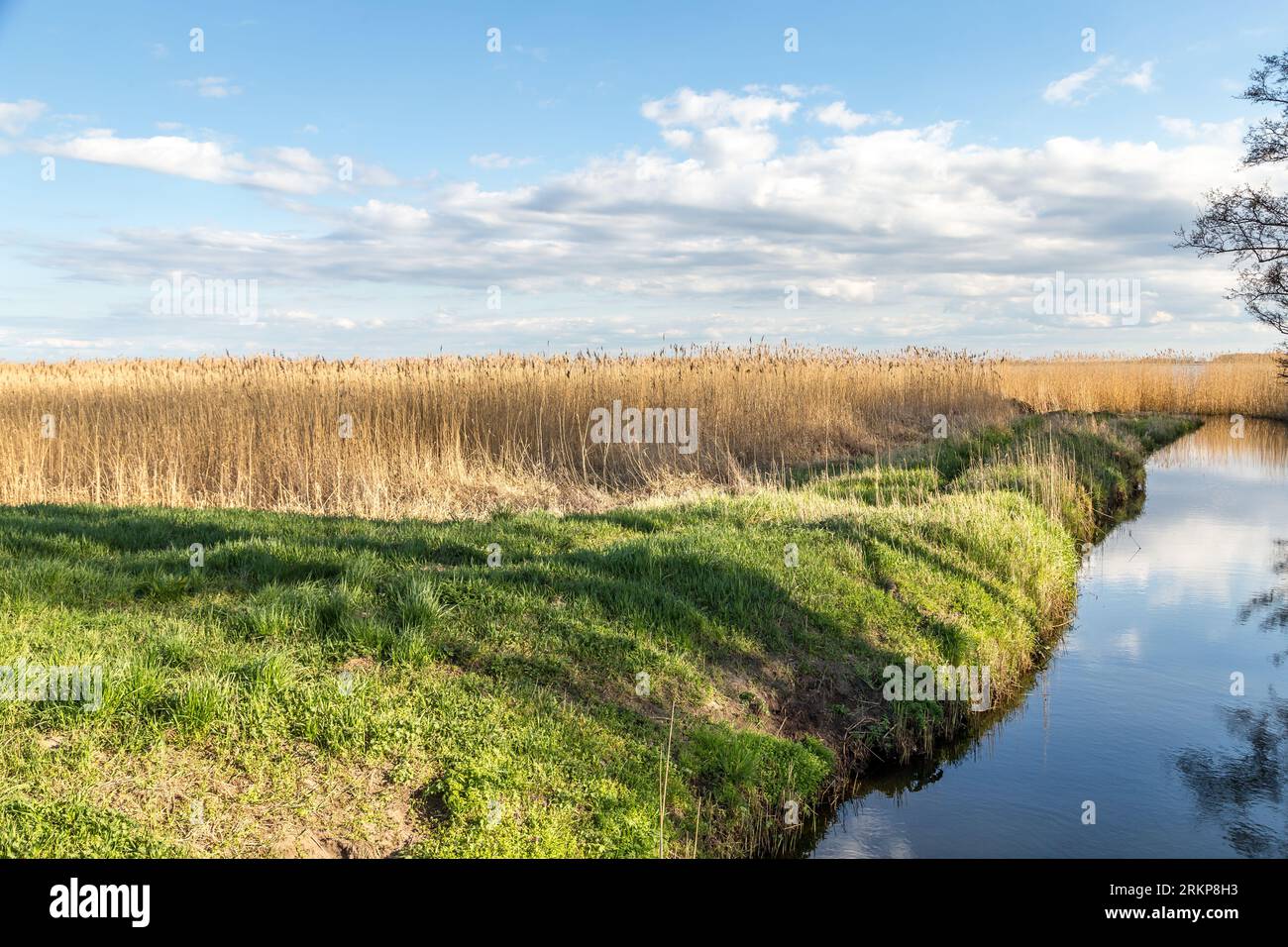 Scenic Reeds scenic backwater landscape with reed grass and trees in Usedom at the ...
