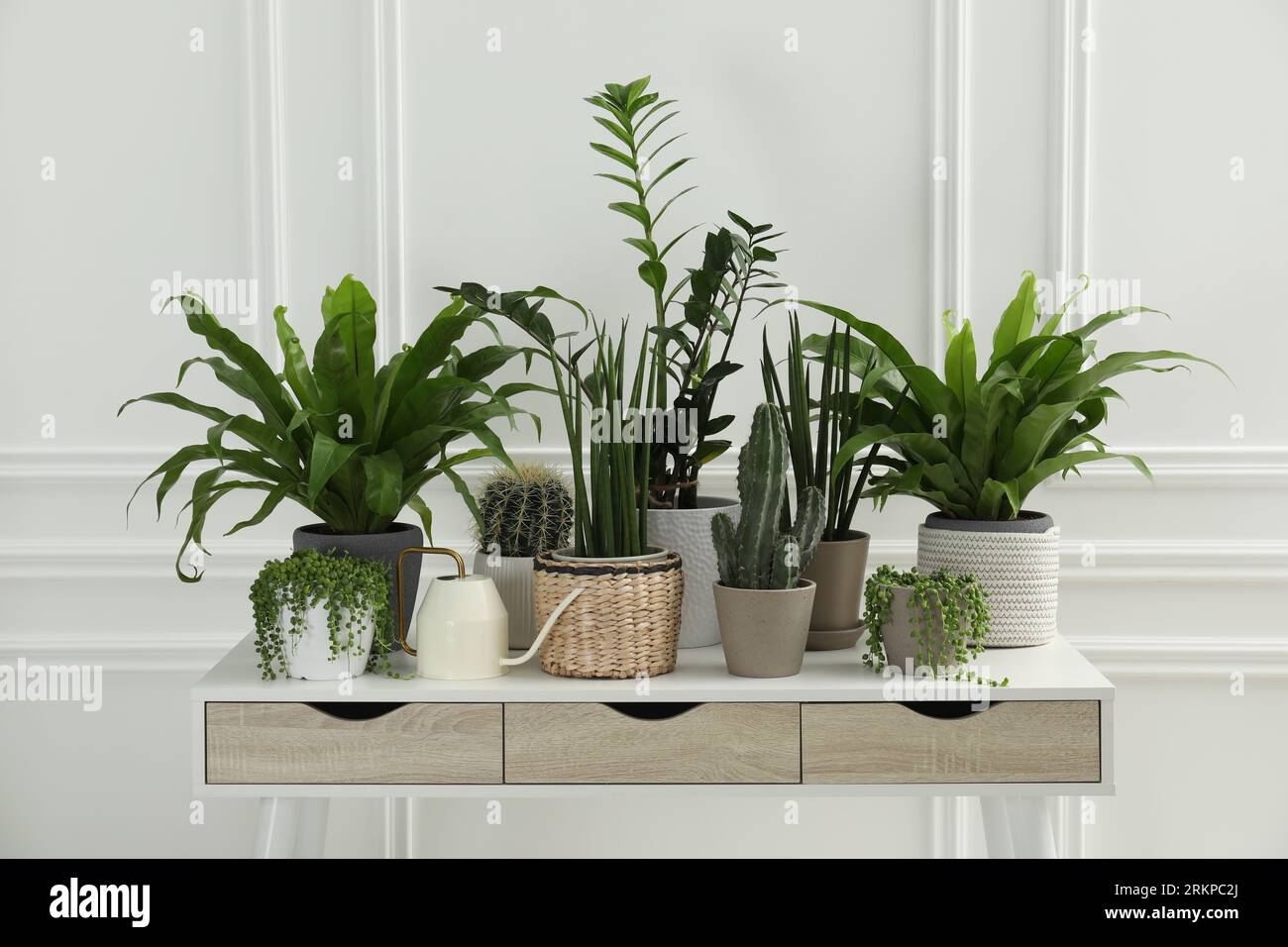 Many green potted houseplants on table near white wall Stock Photo - Alamy