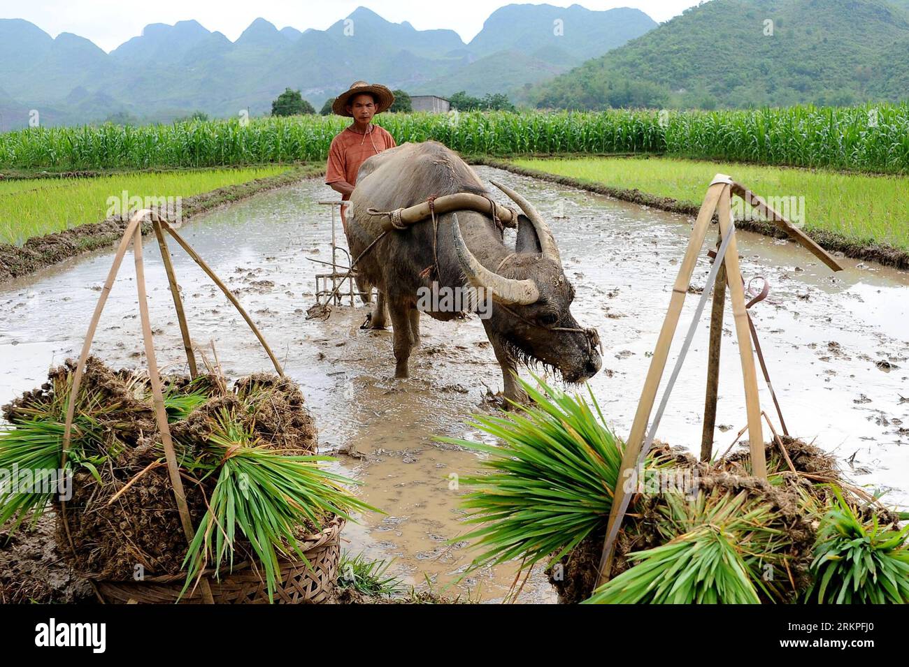 Bildnummer: 57983215 Datum: 13.05.2012 Copyright: imago/Xinhua (120513) --  BAISE, May 13, 2012 (Xinhua) -- A farmer works in the fields at Xinwei  Village of Baise City, south China s Guangxi Zhuang Autonomous