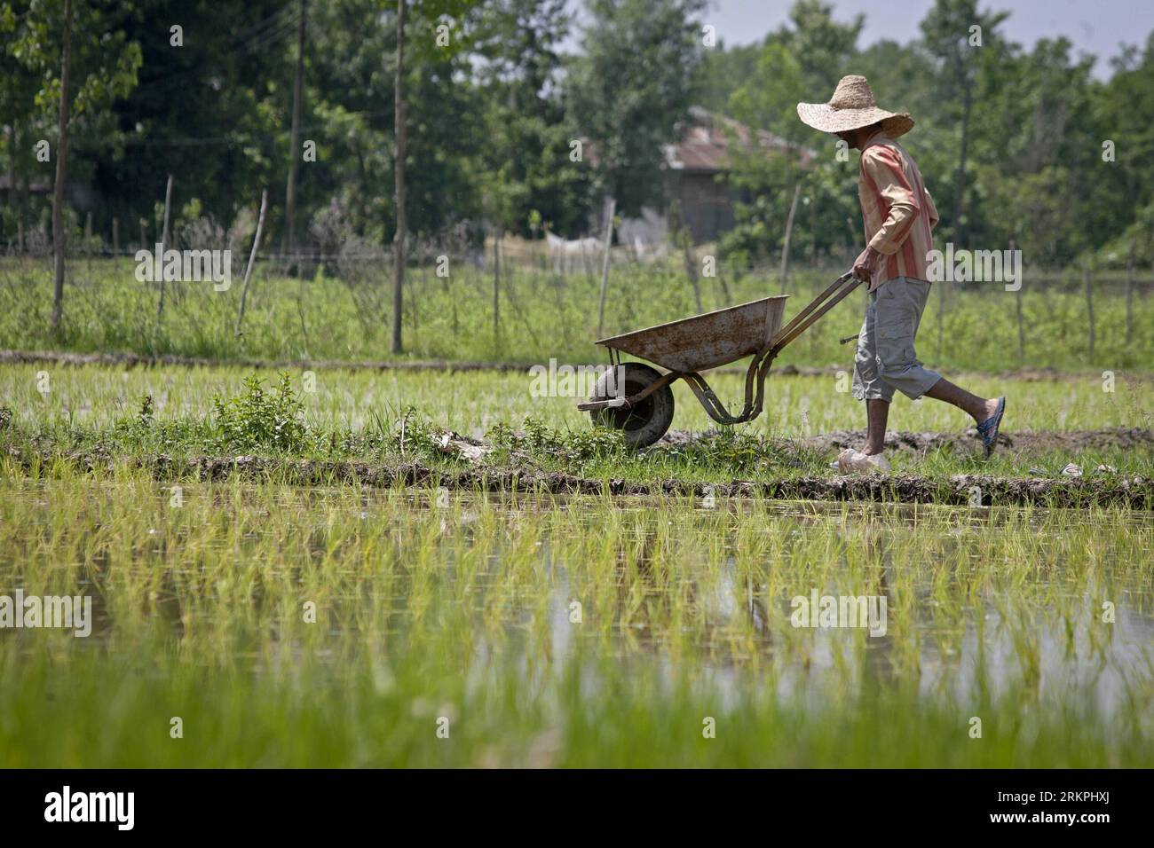 Bildnummer: 58003142 Datum: 18.05.2012 Copyright: imago/Xinhua (120518) --  TEHRAN, May 18, 2012 (Xinhua) -- An Iranian farmer works at a rice field  near Rasht city in Gilan Province in northern Iran, May