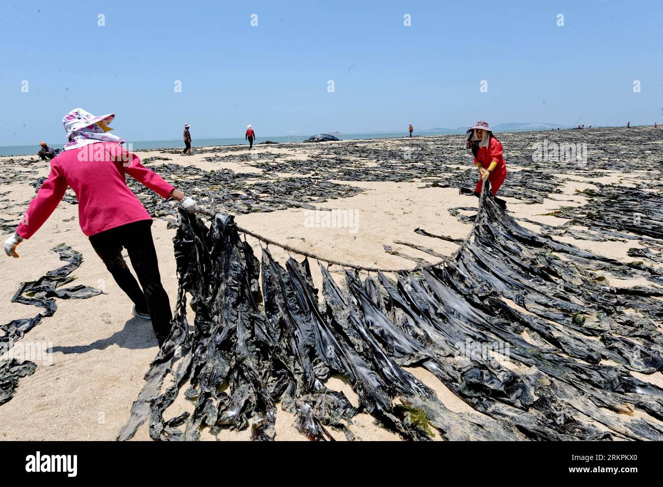 Bildnummer: 58018311  Datum: 22.05.2012  Copyright: imago/Xinhua (120523) -- PUTIAN, May 23, 2012 (Xinhua) -- Local fisherwomen dry the kelp on the seashore at the Meizhou Island in Putian City, southeast CHina s Fujian Province, May 22, 2012. Harvest of kelp enters peak season currently. (Xinhua/Zhang Guojun) (ry) CHINA-FUJIAN-PUTIAN-KELP-HARVEST (CN) PUBLICATIONxNOTxINxCHN Gesellschaft Arbeitswelten Seetang Tang trocknen Strand xbs x0x 2012 quer      58018311 Date 22 05 2012 Copyright Imago XINHUA  Putian May 23 2012 XINHUA Local  Dry The Kelp ON The Seashore AT The Meizhou Iceland in Putian Stock Photo