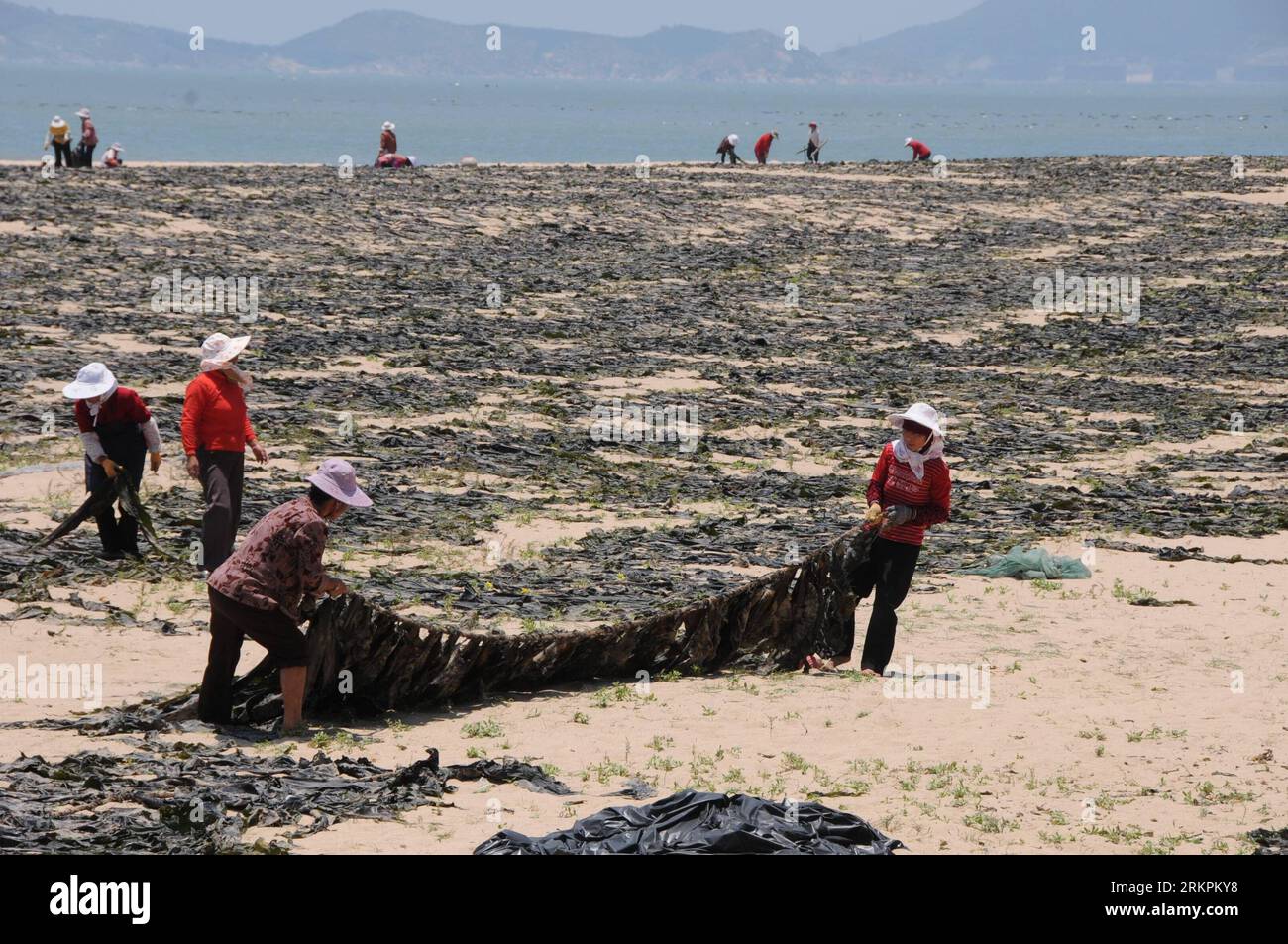 Bildnummer: 58018314  Datum: 22.05.2012  Copyright: imago/Xinhua (120523) -- PUTIAN, May 23, 2012 (Xinhua) -- Local fisherwomen dry the kelp on the seashore at the Meizhou Island in Putian City, southeast CHina s Fujian Province, May 22, 2012. Harvest of kelp enters peak season currently. (Xinhua/Lin Shanchuan) (ry) CHINA-FUJIAN-PUTIAN-KELP-HARVEST (CN) PUBLICATIONxNOTxINxCHN Gesellschaft Arbeitswelten Seetang Tang trocknen Strand xbs x0x 2012 quer      58018314 Date 22 05 2012 Copyright Imago XINHUA  Putian May 23 2012 XINHUA Local  Dry The Kelp ON The Seashore AT The Meizhou Iceland in Putia Stock Photo
