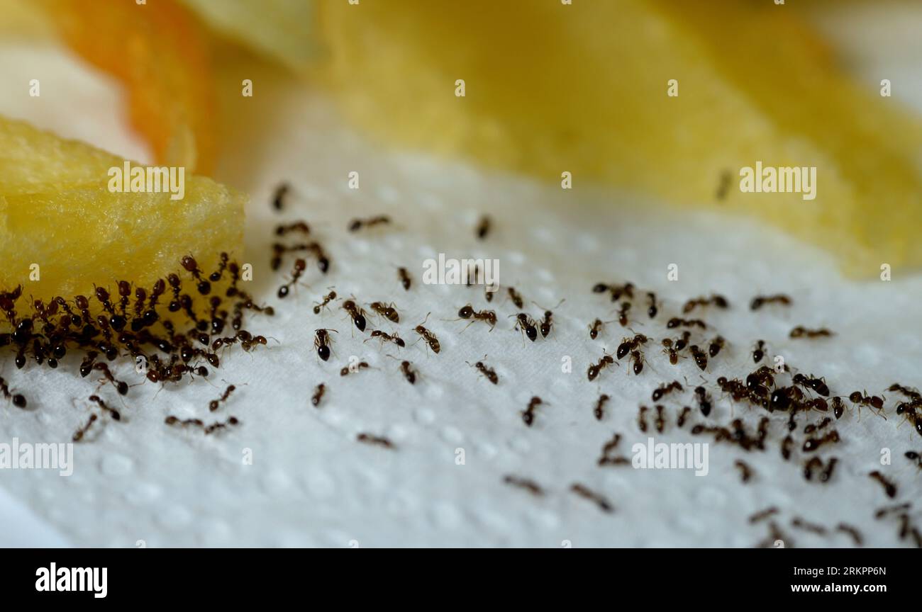 Large numbers  from ant colony picking up and transferring food of French fries from a white plate to their colony stores for survival, ants are eusoc Stock Photo