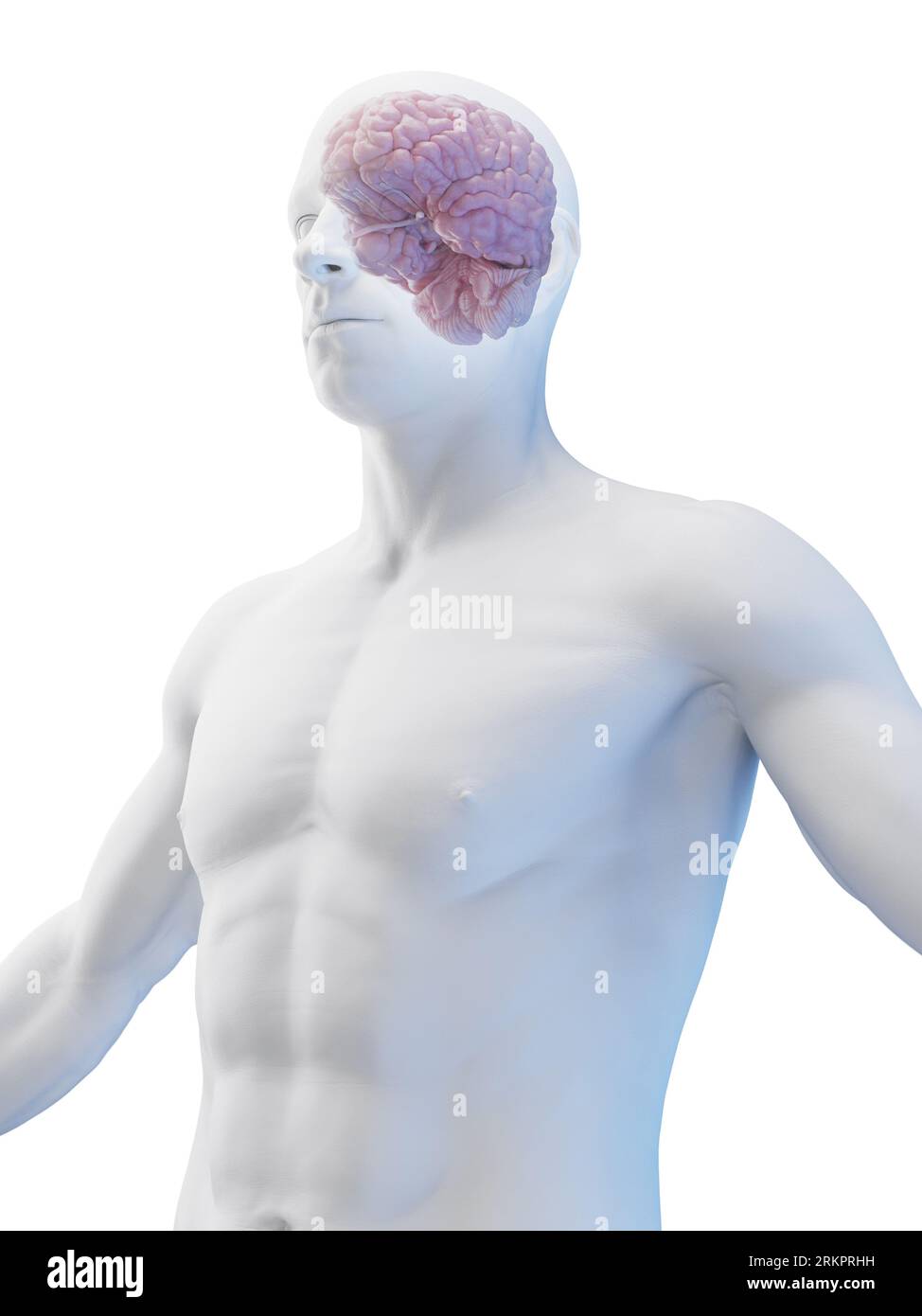 Anterior frontal lobe brain hi-res stock photography and images - Alamy