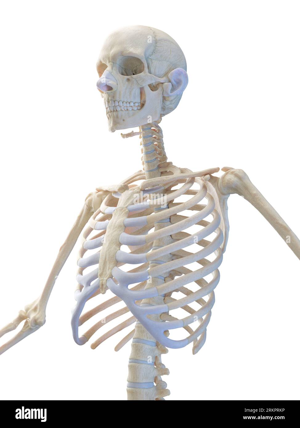 Skeletal system of the upper body, illustration. Stock Photo