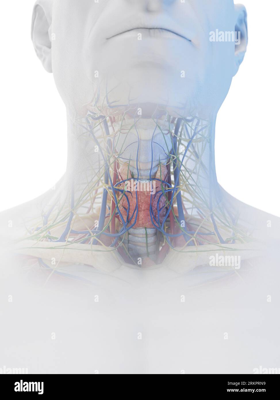 Neck anatomy, illustration Stock Photo Biology Diagrams