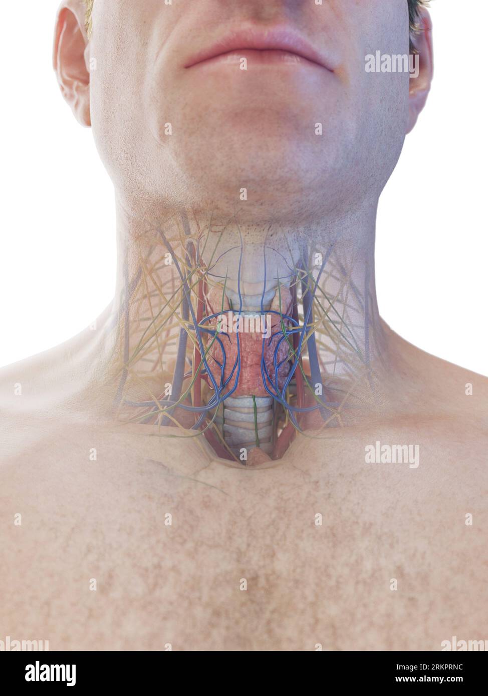 Neck anatomy illustration Stock Photo Biology Diagrams