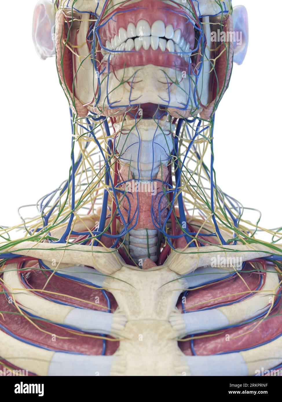 Neck anatomy, illustration Stock Photo Biology Diagrams