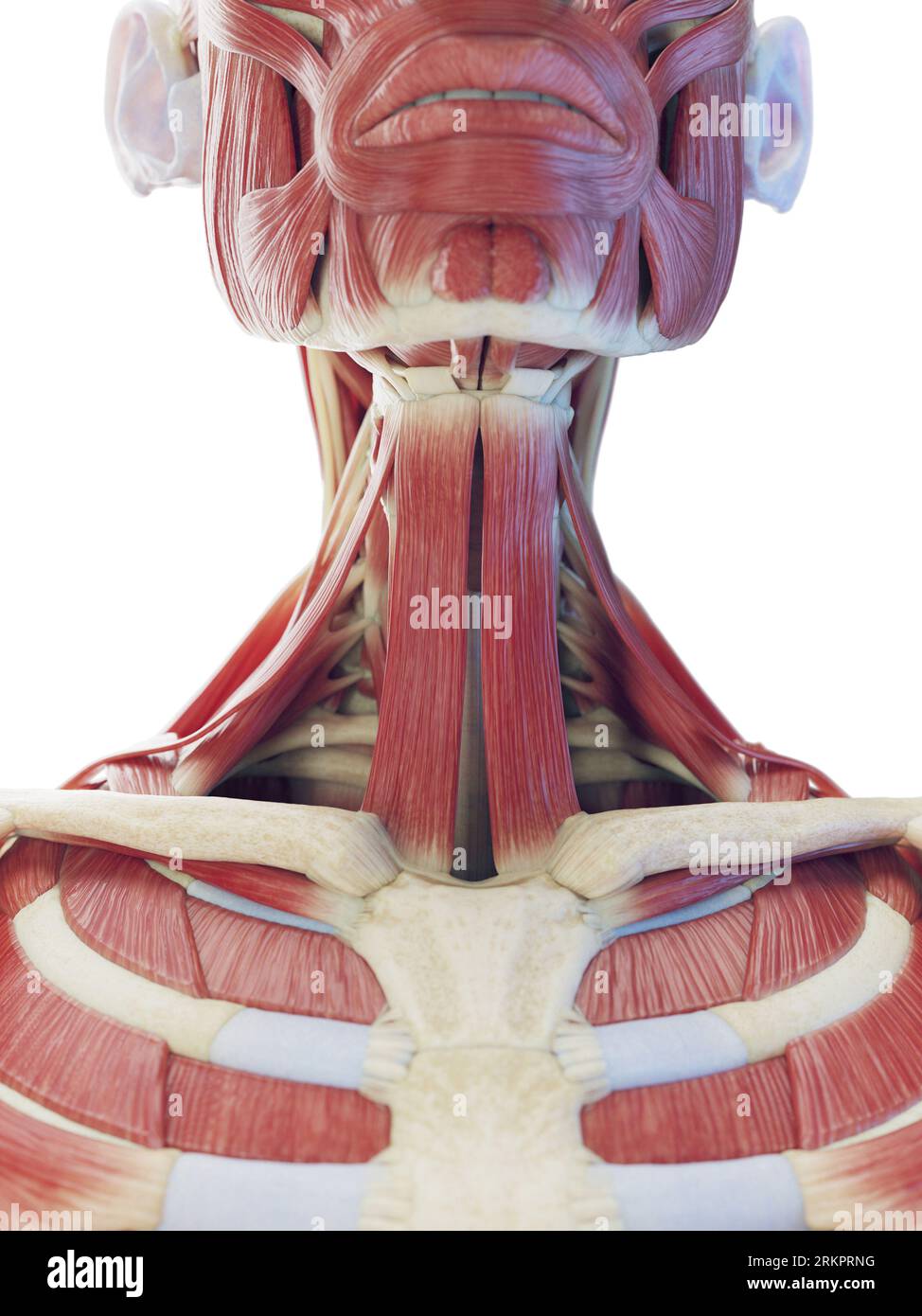 Neck muscles, illustration. Stock Photo