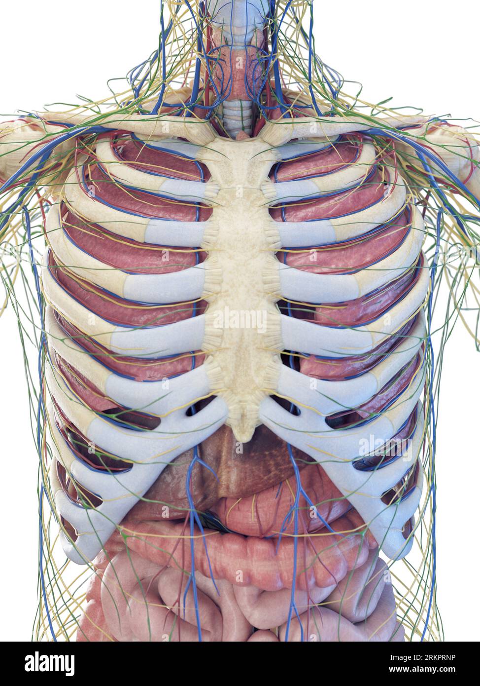 Rib Cage Anatomy Organs