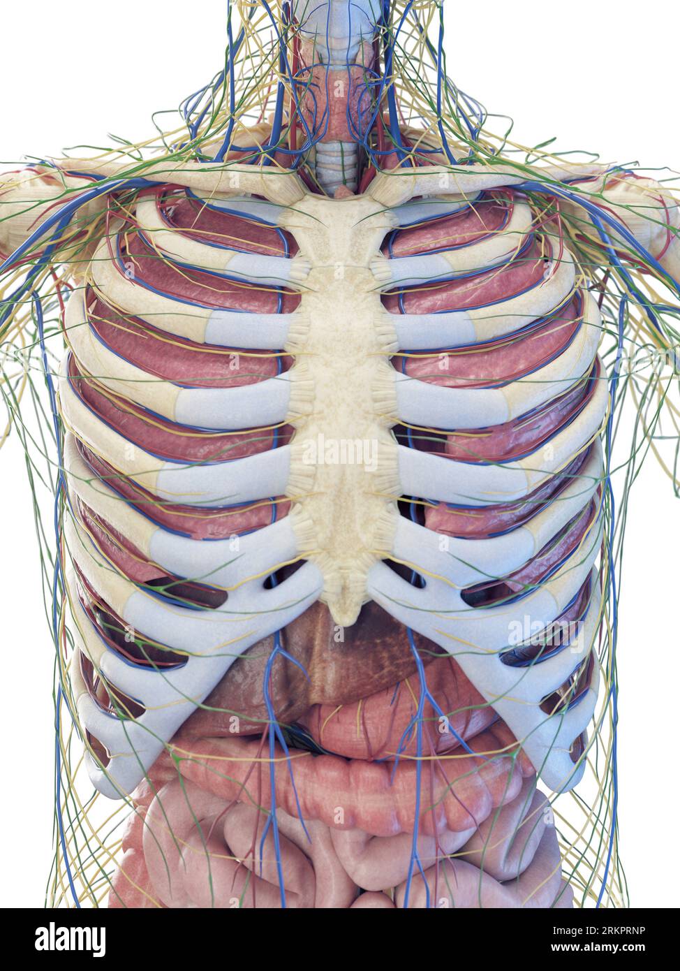 Viscera anatomy, illustration. Stock Photo