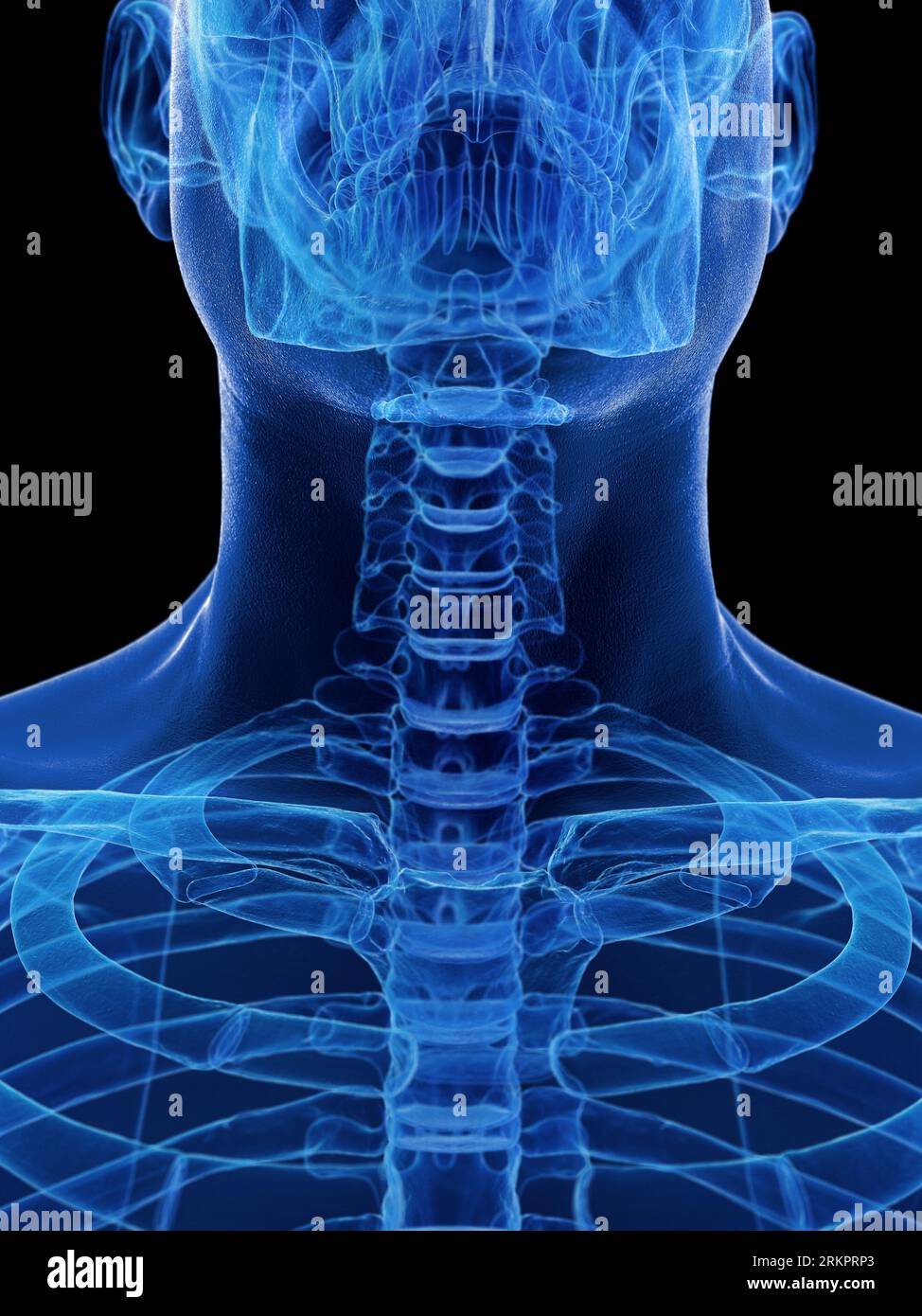 Skeletal system of the neck, illustration. Stock Photo