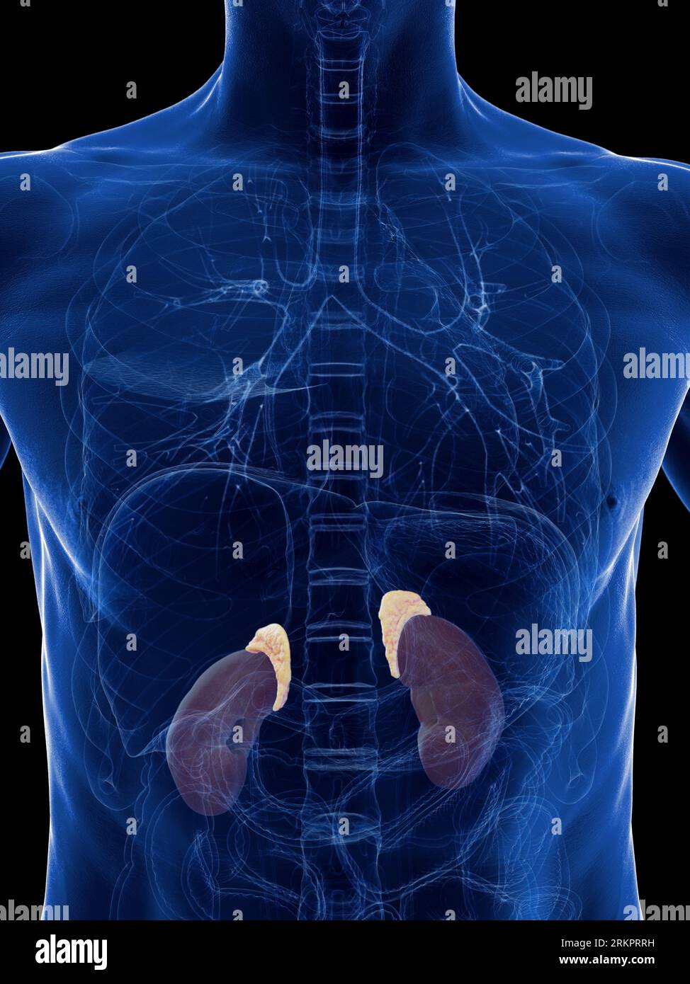 Kidneys and adrenal glands, illustration Stock Photo Alamy