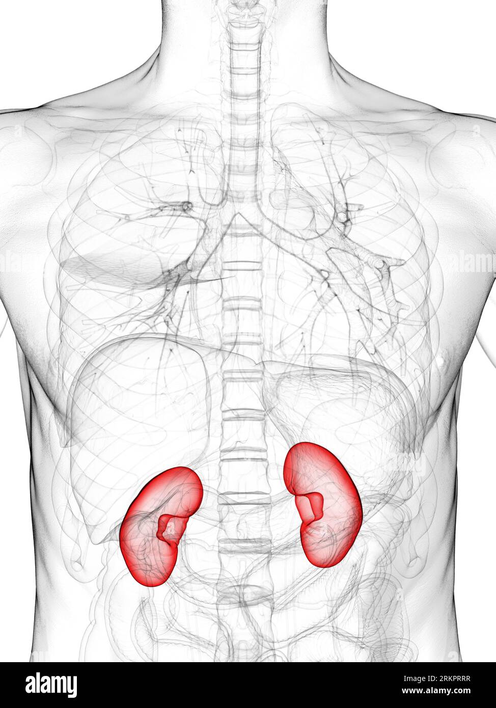 Anatomy human male kidneys transparent hi-res stock photography and ...