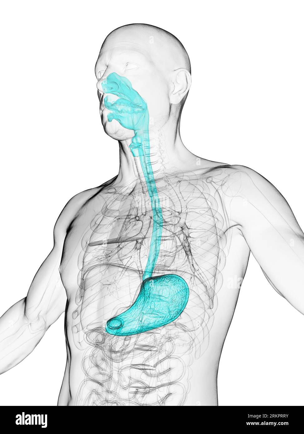 Oesophagus and stomach, illustration. Stock Photo