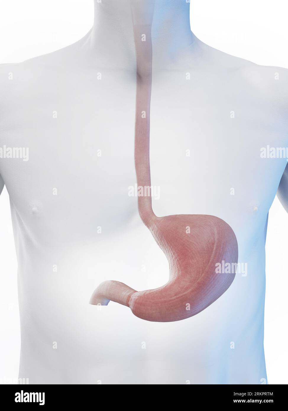 Stomach and oesophagus, illustration. Stock Photo
