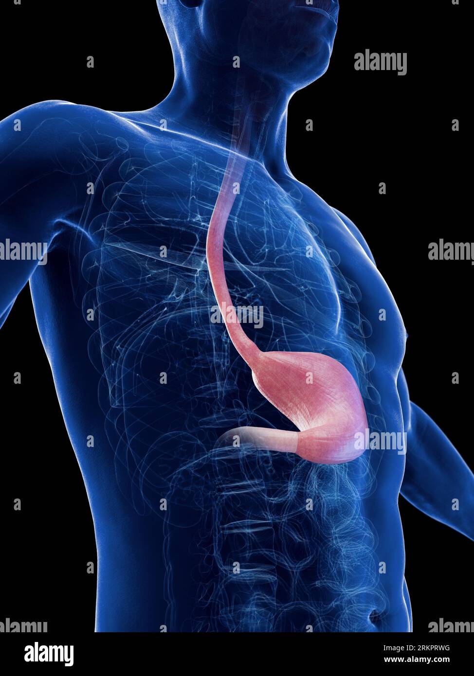 Stomach and oesophagus, illustration Stock Photo - Alamy
