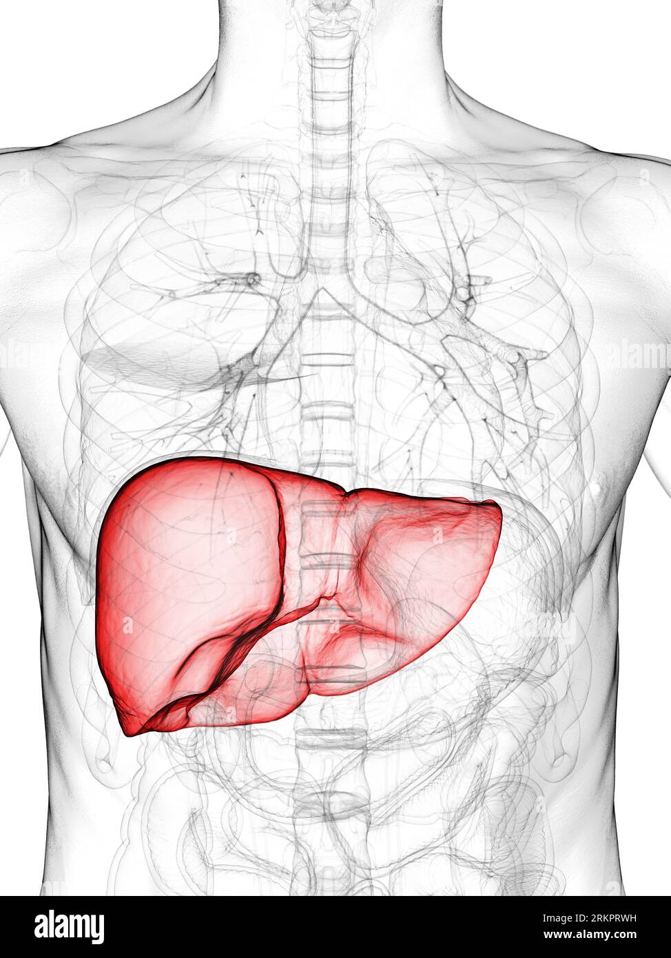 Liver, illustration. Stock Photo