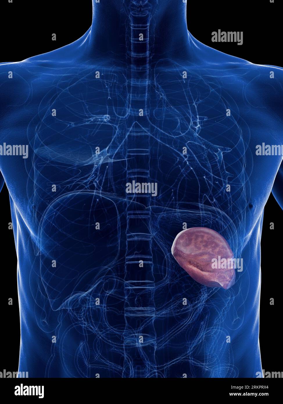 Reticuloendothelial system hi-res stock photography and images - Alamy