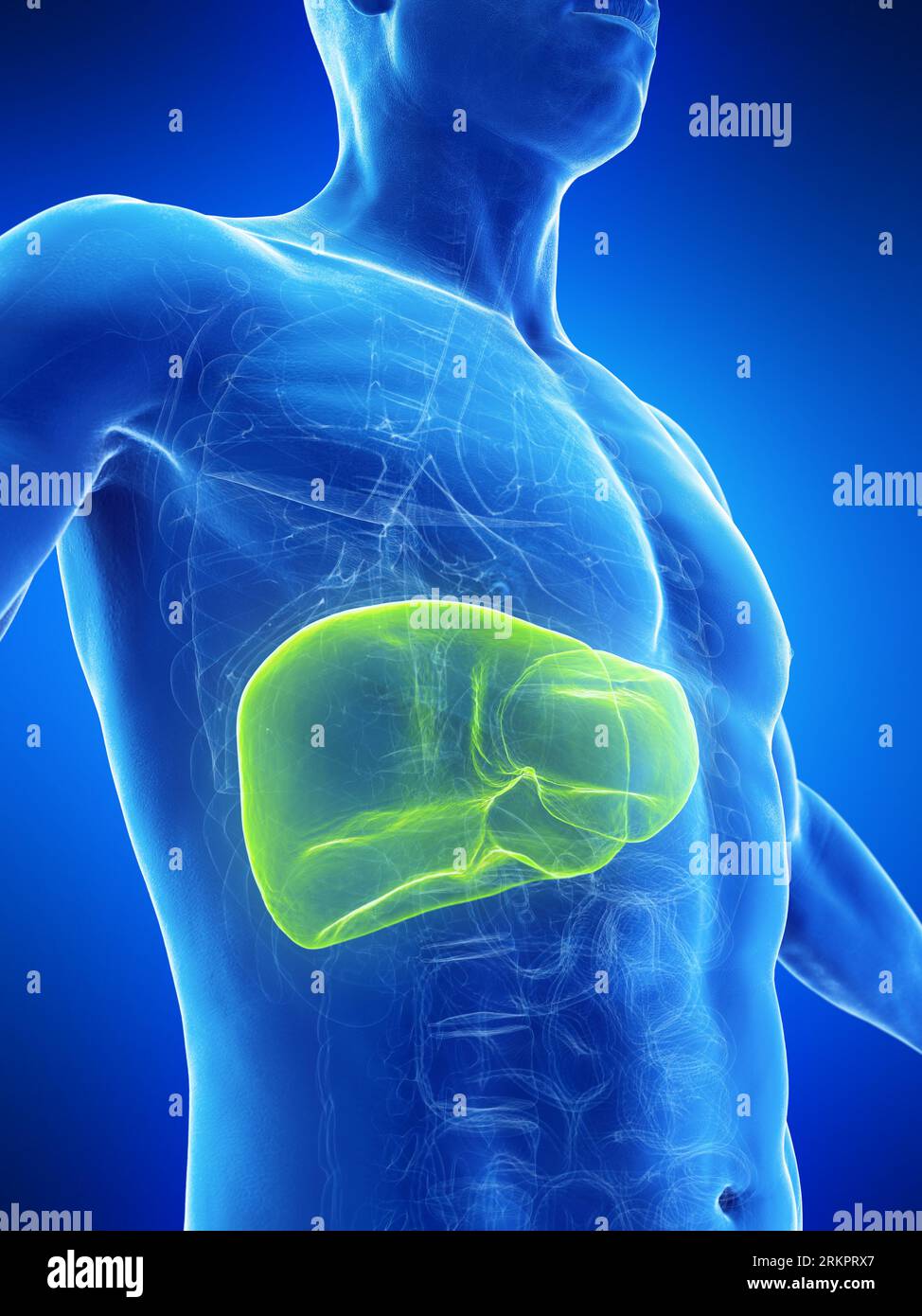Physiology of liver hi-res stock photography and images - Alamy