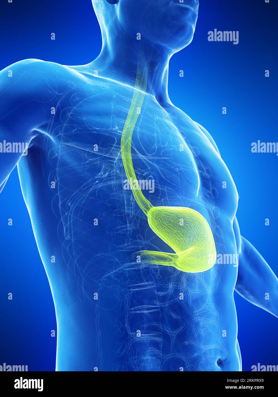 Stomach and oesophagus, illustration. Stock Photo