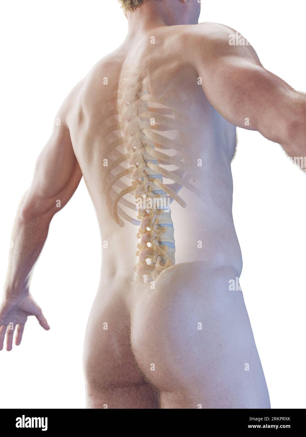 Spine, illustration. Stock Photo