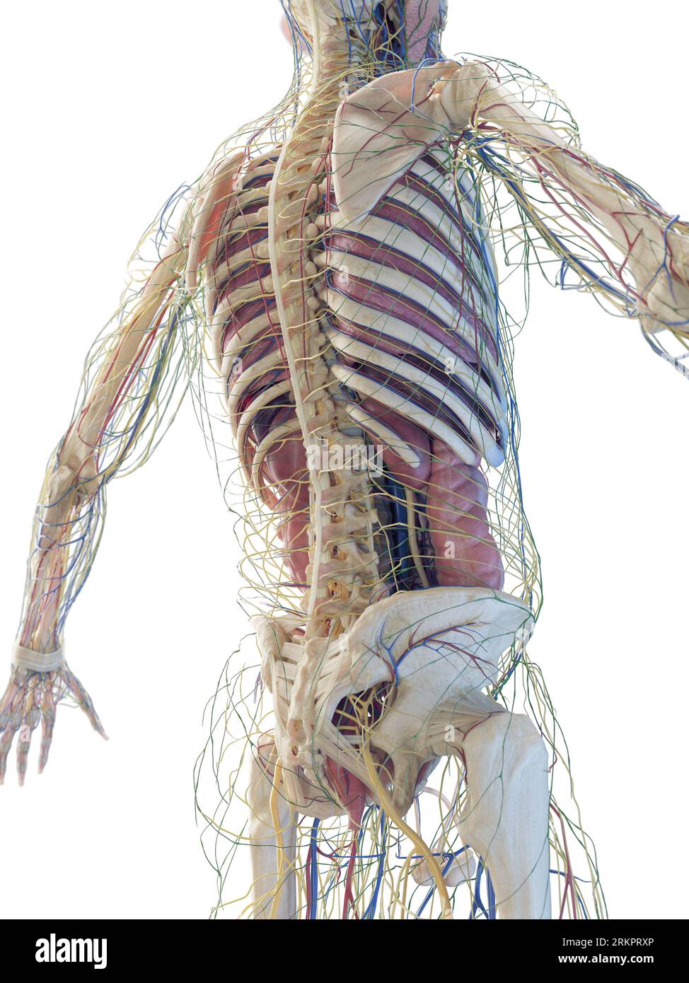 Human anatomy, illustration. Stock Photo