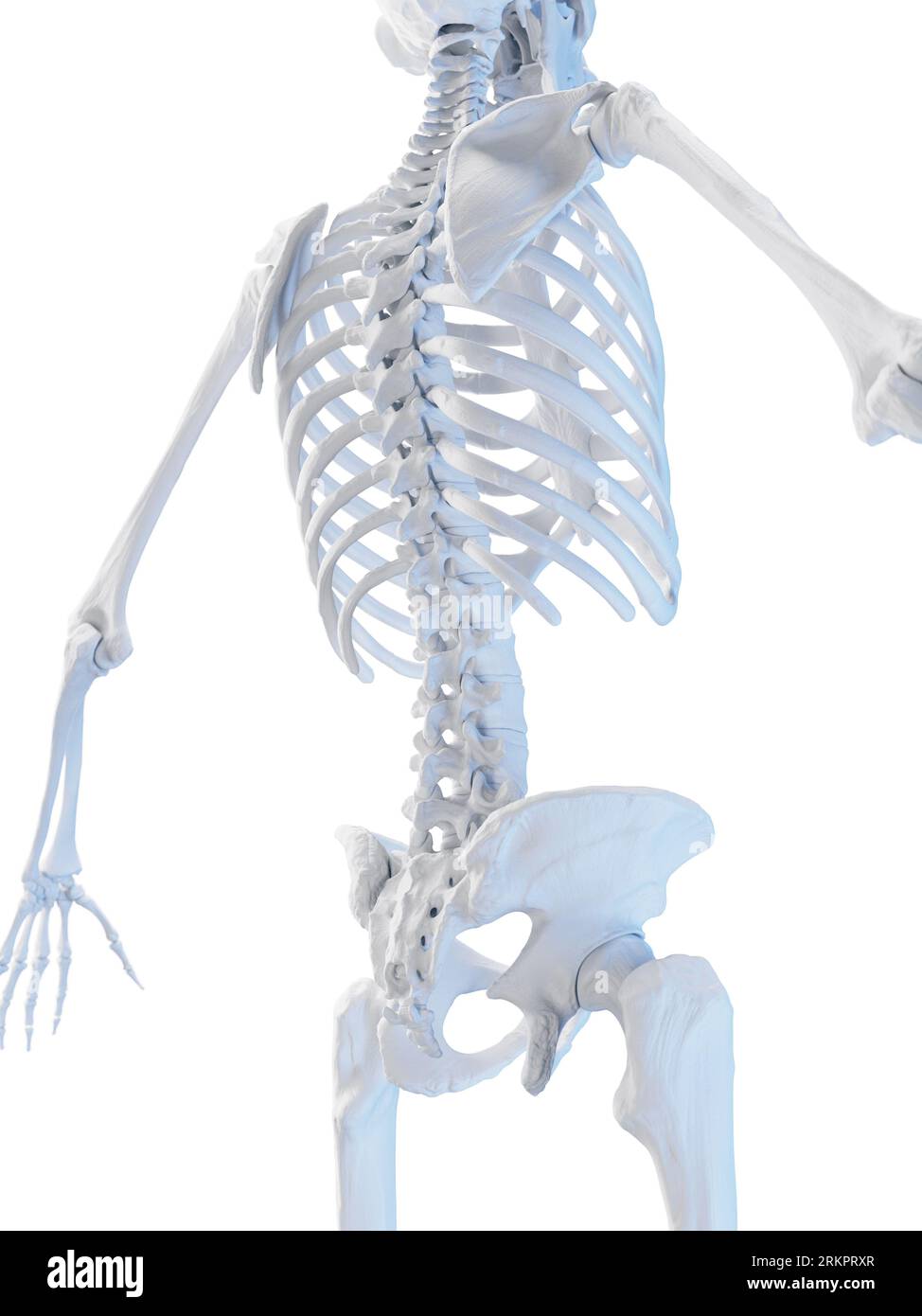 Skeletal system, illustration. Stock Photo