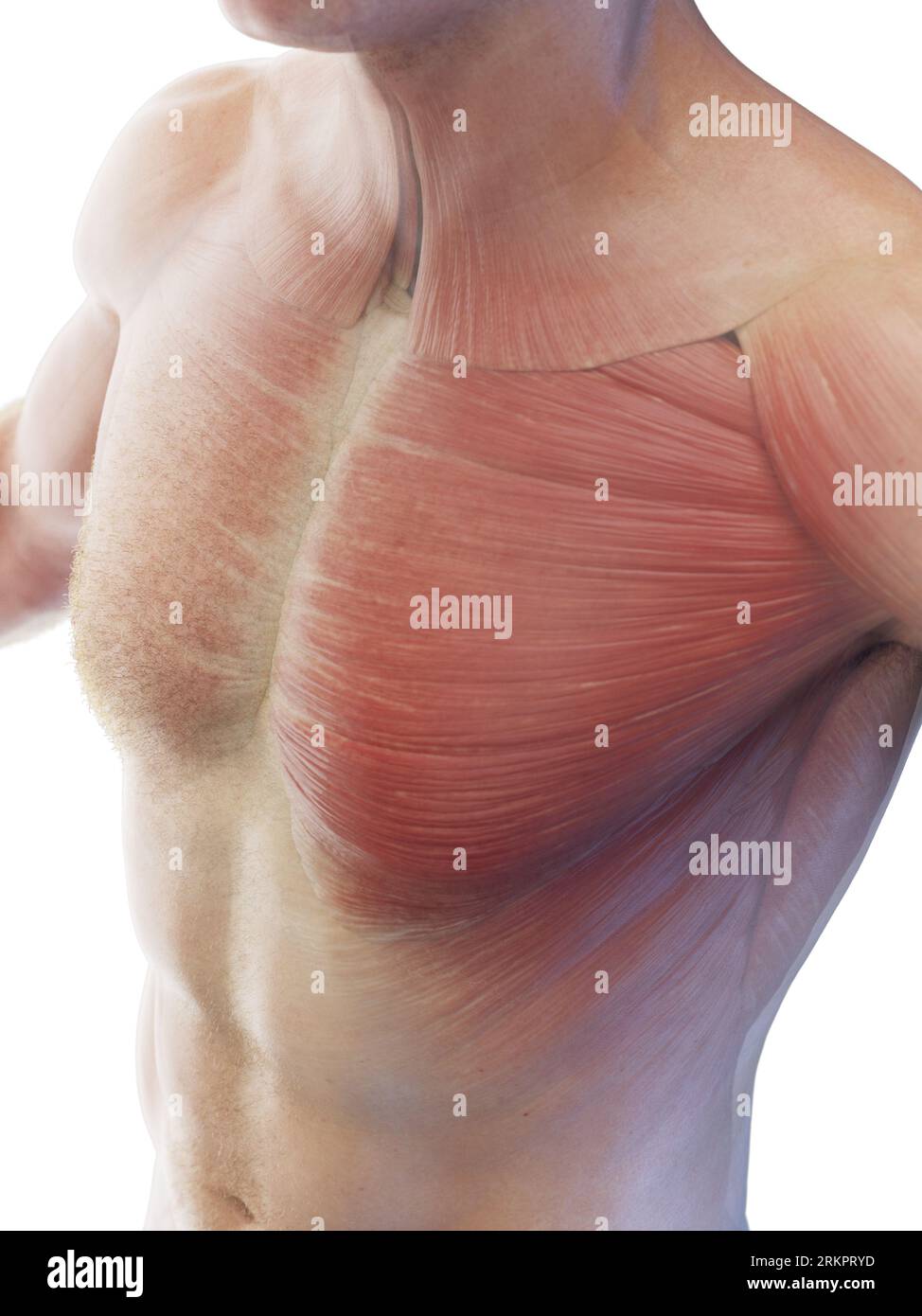 Female Chest Abdominal Muscles Anatomy in Pink X-Ray outline Full Color 3D  computer generated illustration on Black Background Stock Photo - Alamy
